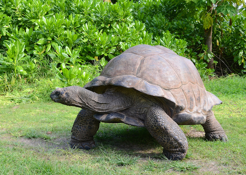 Seychelles animal